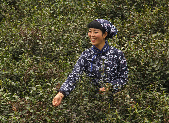 手枪与玫瑰